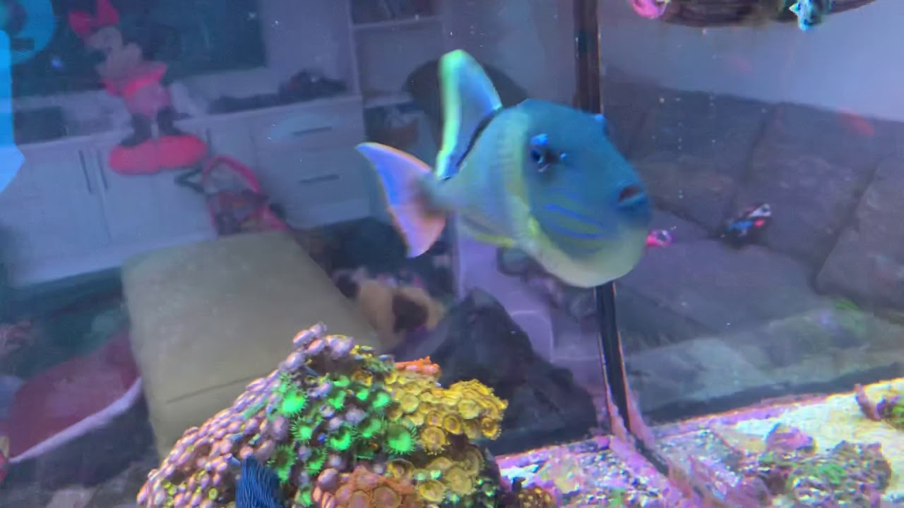 Red Sea Reefer 650 - Quick update Jan 2019