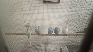 helicopter budgies available by SK Pets 49 views 1 year ago 18 seconds