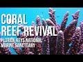 Coral Reef Revival in Florida Keys National Marine Sanctuary