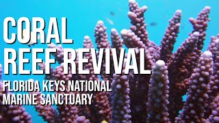 Coral Reef Revival in Florida Keys National Marine Sanctuary