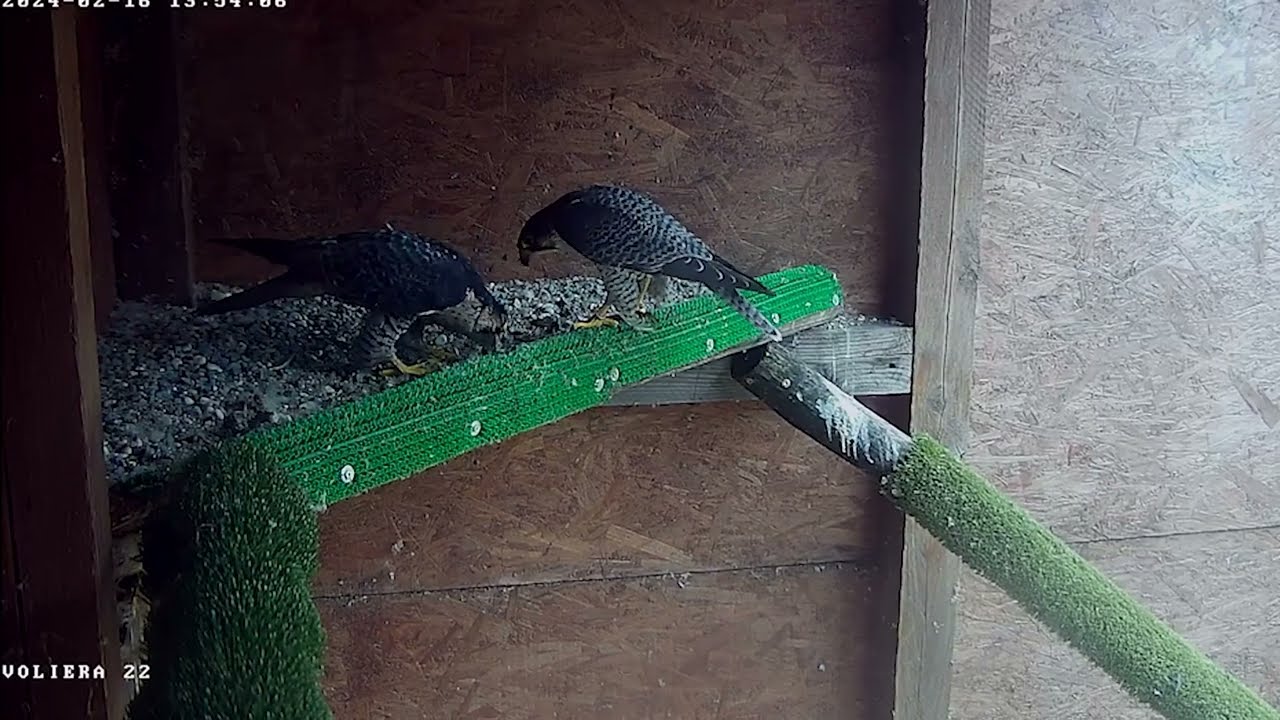 LIFE LANNER, A.1 Voliere per la riproduzione del Lanario