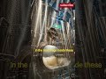 How Alcohol Is Made Inside Giant Modern Factories