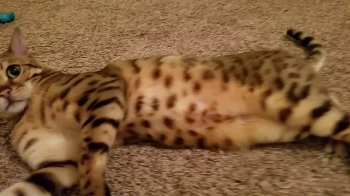 Video 38071: f3 bengal cat, bengal cat jumping, bengal cats love, ball cat