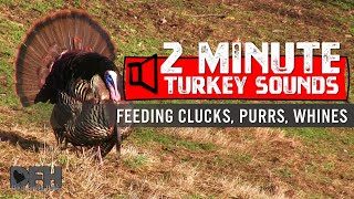 Wild Turkey Sounds: Feeding Clucks, Purrs, Whines - How to Call Turkeys by Soft Calling