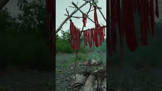 The Fastest Way to Dry Salmon in the Wild