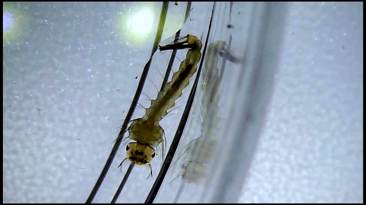 Mosquito Larva Body | Under the Microscope: Insects Ep. 27