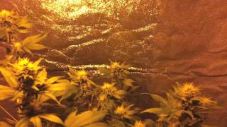 Pre 98 bubba day 37 flower