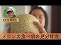 【生産者直伝】メロンの食べ頃の見分け方。美味しいタイミングに食べると糖度が高い！