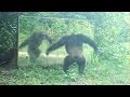 Some chimps are angry at mirrors, while others are calm | Chimpanzés tous fâchés ?