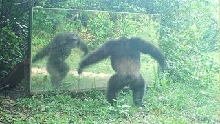 Some Chimps Are Angry At Mirrors, While Others Are Calm | Chimpanzés Tous Fâchés ?