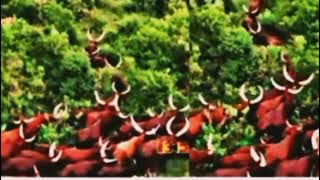 Mafuliko=Salawa Ujumbe Wa=ng'ombe kuteswa 2025=video =0698293327 (2025) by=mbasha=studio