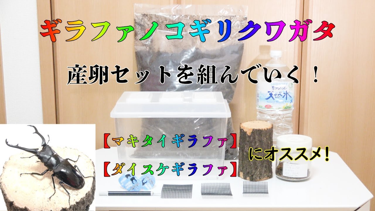 ギラファノコギリクワガタ　3セット hq720.jpg?sqp=-