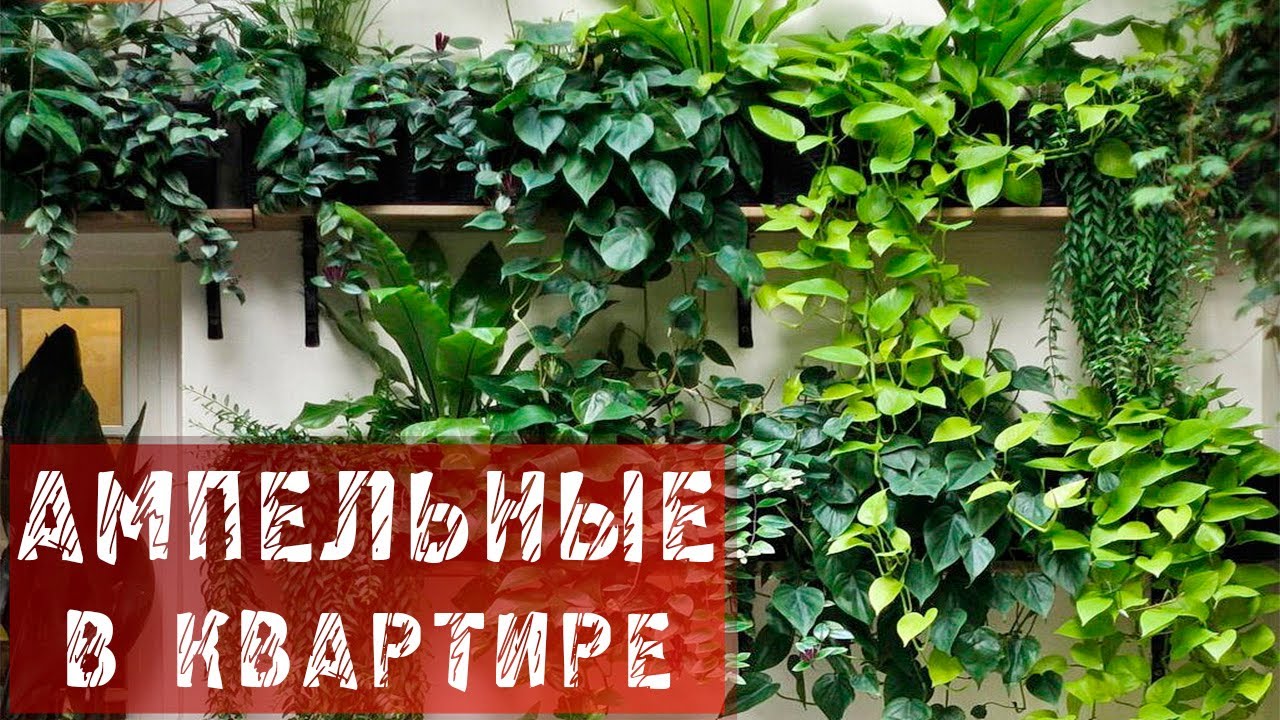 Ампельные / Ампельные растения дома