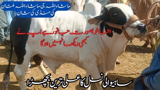 Multan Cow Mandi #viral #bigbull #subscribe #vlogs #doctorlifestyle #Biggest Bull by Animal Lovers With Sardar 342 views 12 days ago 8 minutes, 45 seconds