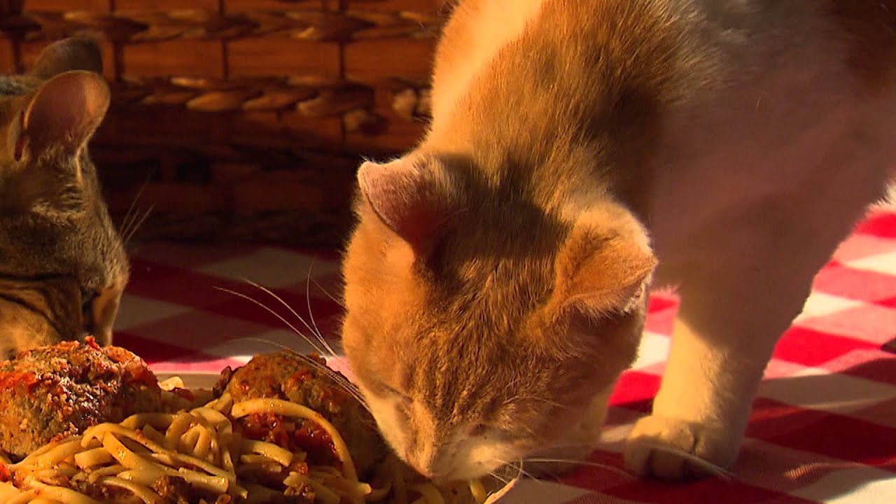 The Catchelor Episode 01 Meatball Cat YouTube