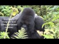 Mountain Gorillas in Rwanda