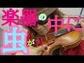 解説！バイオリンの中に虫が住んでいる？外からは見えない楽器の中の真実！！