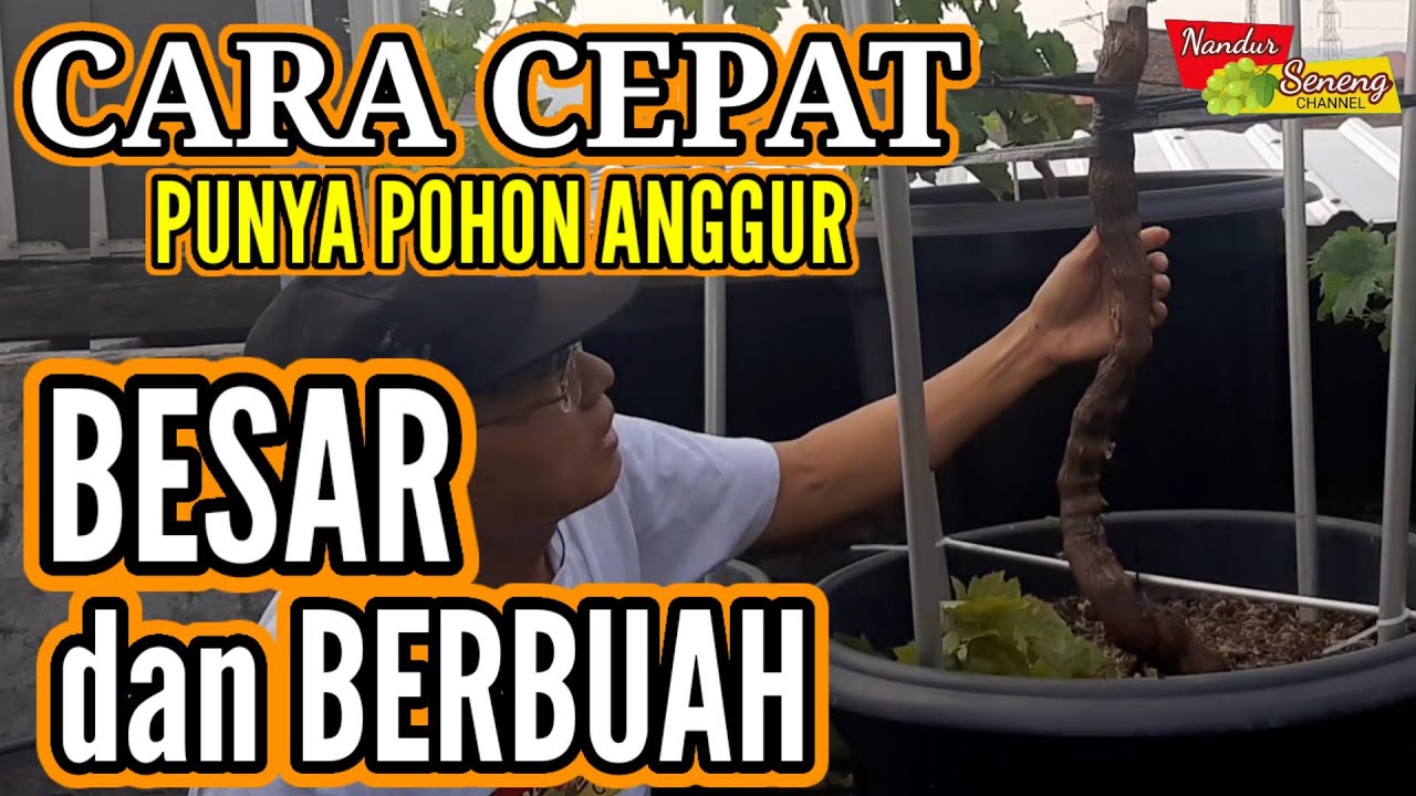 CARA TANAM DONGKELAN ANGGUR Dongkelan Grape Series Part #1