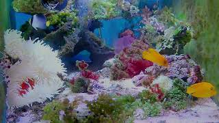 「Relaxing and pleasant music: real and beautiful aquarium~Heal your mood and relax your body an」的副本 by yeeco 1 view 3 days ago 10 minutes, 21 seconds