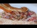 Rosy Boa giving birth to many cute babies live- Reptile Story