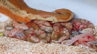 Rosy Boa giving birth to many cute babies live- Reptile Story