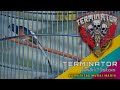 Murai Batu Terminator Jadi Bintang Di Silaturahmi Kmm Mp3 - Mp4 Download