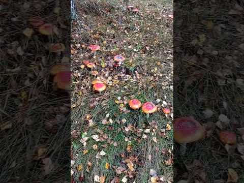 Волшебный гриб 🍄. - YouTube