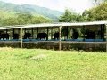 Finca con Bufalos de Agua en Colombia en programa de pruebas de desempeño