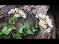 Abc tv  how to make paper flowers 23  craft tutorial