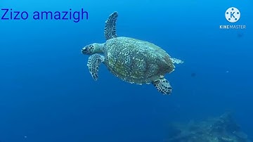تلاوة هادئة تريح الاعصاب عم يتساءلون سورة كاملة😍👂🔔👍