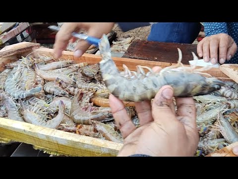 أسعار السمك والجمبري في مزادات المعدية عند الحاج عجميستا