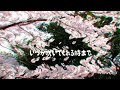 オリジナル曲 Sakura