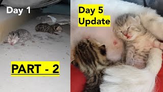 Part 2 (Day 5) Rescuing 1 day old newborn abandoned kittens | Adopted and nursed by Foster Mama Coco