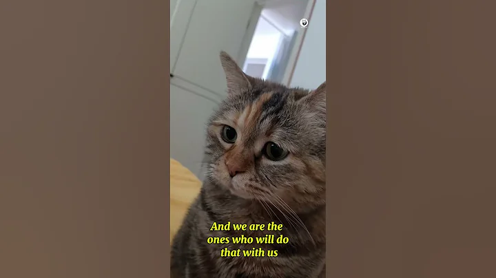 Watch the video about A Girl, Her Cat, and Hilarious Feline Reactions ❤️ #funnycat