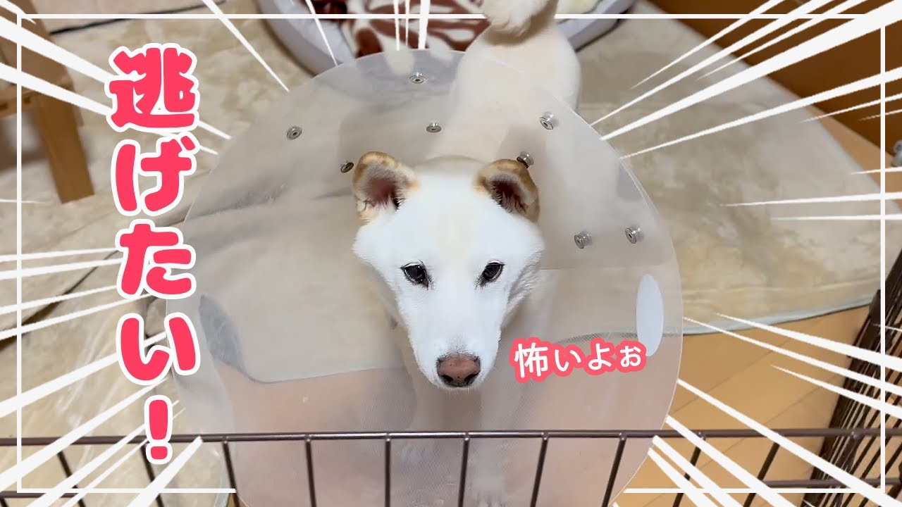 恐怖の記憶】虫を思い出して部屋から出たくて大暴れする柴犬！！ - YouTube