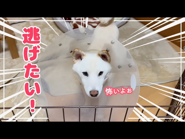 恐怖の記憶】虫を思い出して部屋から出たくて大暴れする柴犬！！ - YouTube
