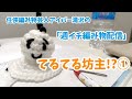 【編み物】てるてる坊主のつもりだよ!①【芸人】