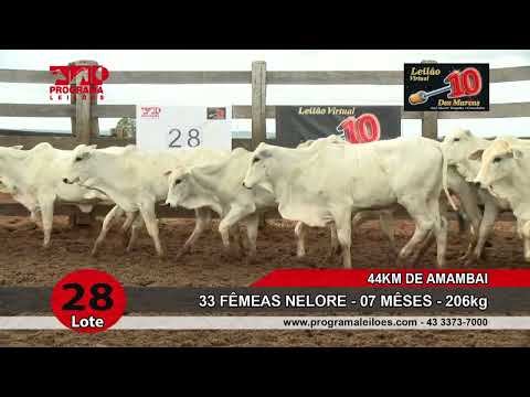 Lote 28