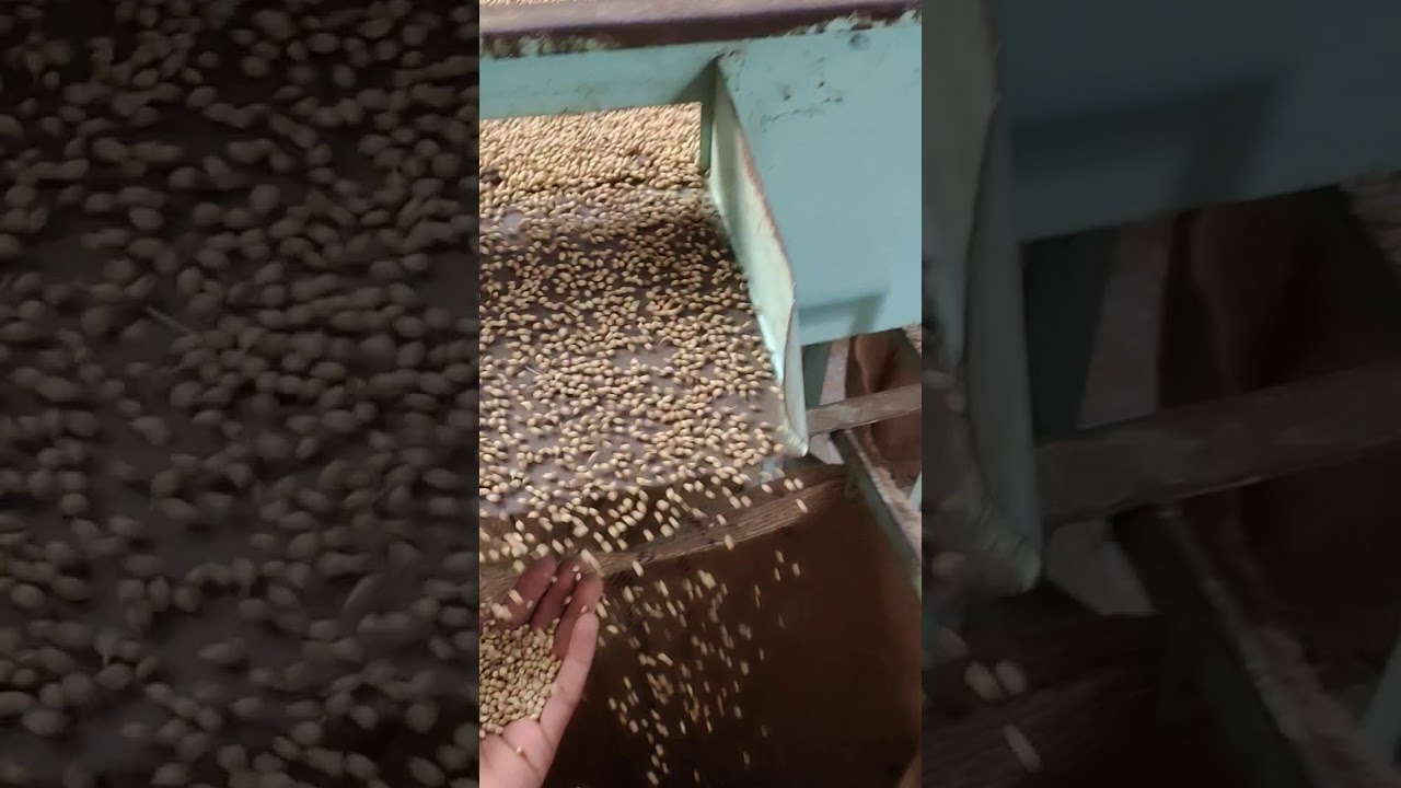 Export quality Coriander cleaning at our family