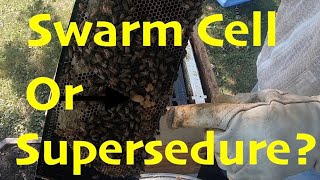 Beekeeping 2022: Swarm Cells or Supersedure Cells?? #beekeeping #honeybees #swarmcells #supersedure