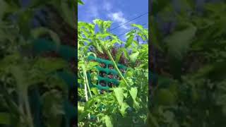 Welcome to my 2022 Tomato Jungle! #spring2022 #spring2026