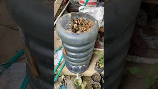 Alat sederhana pembuat pupuk skala rumahan #kokkalai #buahbuahan #kompos