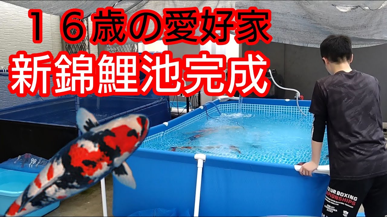 ローリータンク 錦鯉 濾過層 300