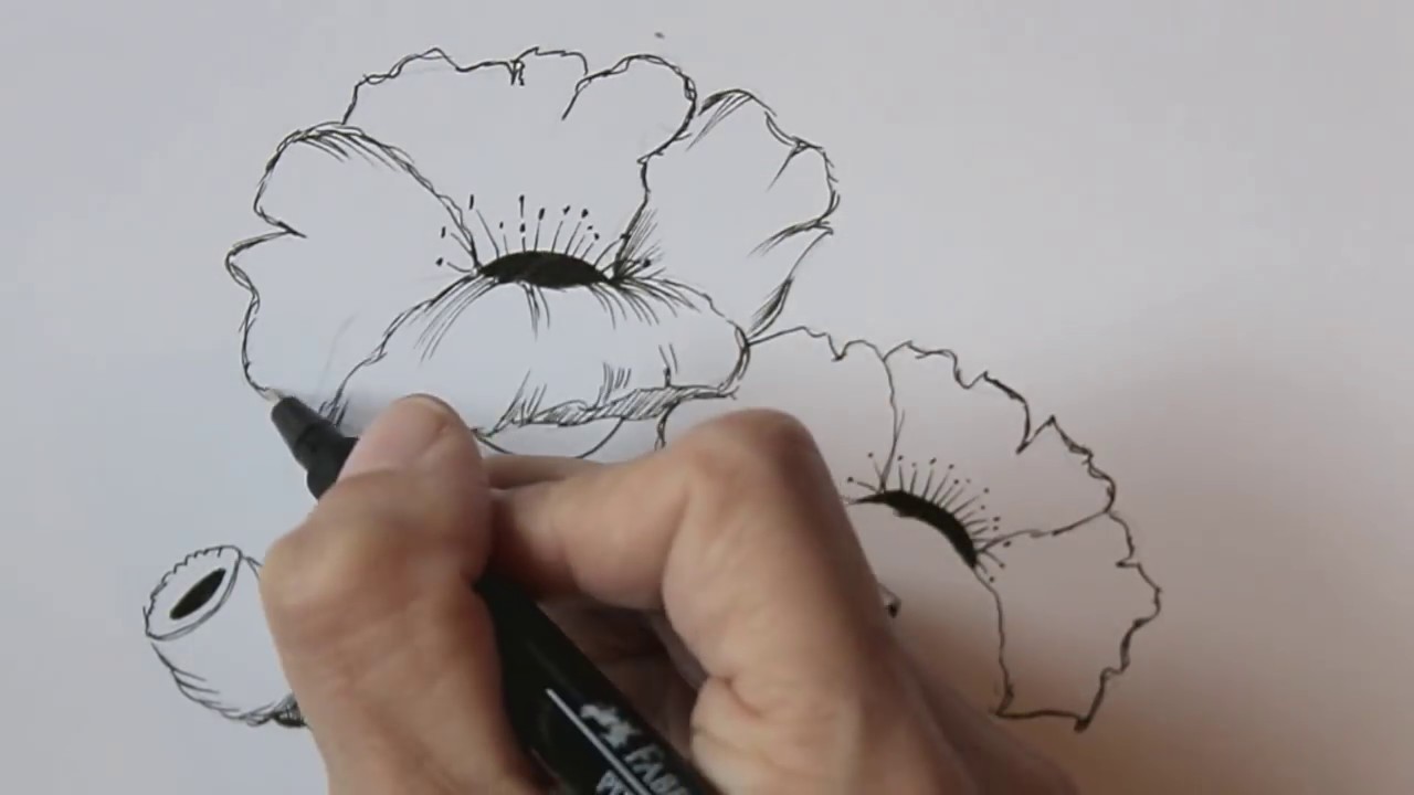 Poppy Flower Drawing