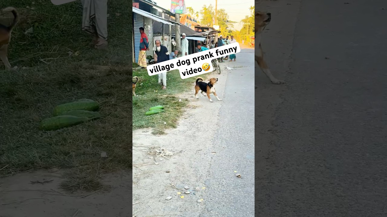 Village Dog Prank 😂 | Funniest Dog Reaction Ever 🐶 