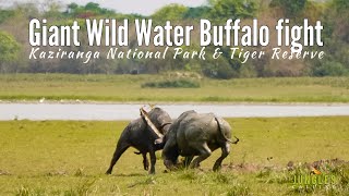 Giant Wild Buffalo fight | Kaziranga National park