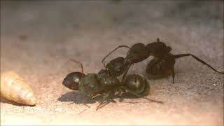 Formigas-carpinteiras vs Formigas Cephalotes sp. - Carpenter ants vs turtle ants