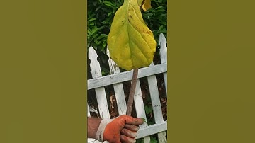 How to Rescue Fiddle Leaf Fig Tree?