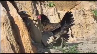 Brave hen vs eagle part 2