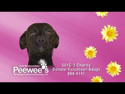 servientrega Peewee's Pet Adoption